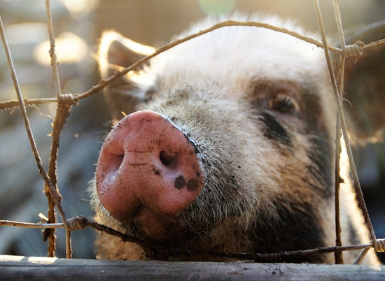 В Волгоградской области в двух селах изымут свиней из-за вспышки АЧС